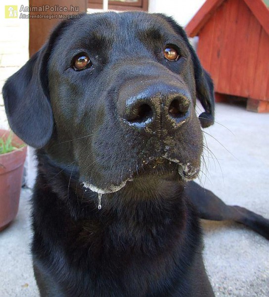 Labrador retriever,kan