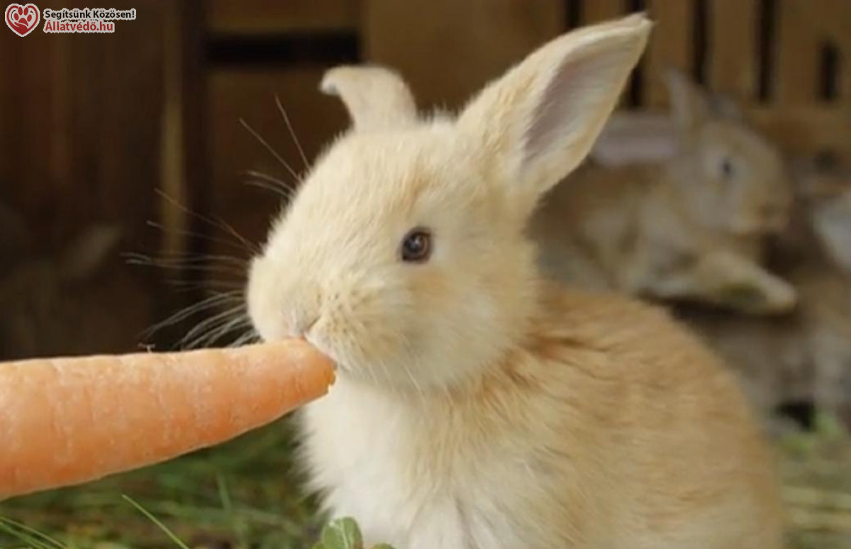 Húsvét, állatvédelem - NyusziSTOP-ot kérnek az állatvédők húsvétra