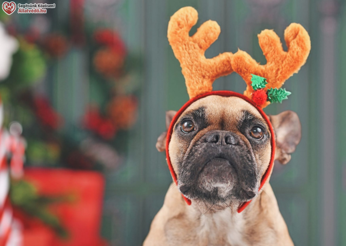 Élő állatot karácsonyra?! Ne! 