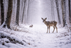 Ki eteti a fagyban, nagy hóban az erdőben élő állatokat?