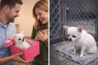 Állatvédelem: így születnek a megunt kiskedvencek