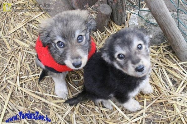 TordasZoo Állatmentő Farm Kiemelten Közhasznú Alapítvány