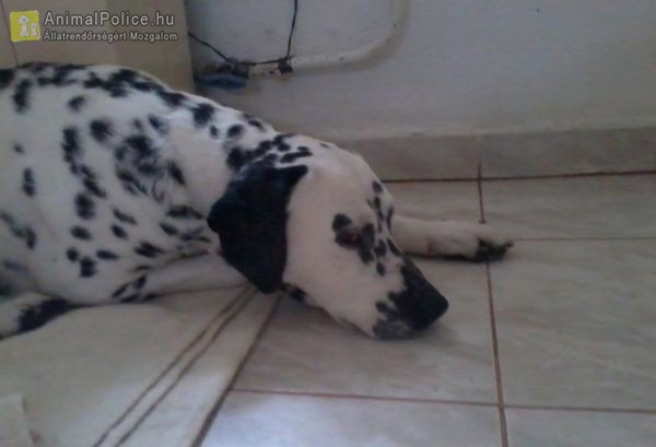 Dalmata Fajtamentő Közhasznú Egyesület