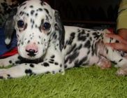 Dalmata Fajtamentő Közhasznú Egyesület